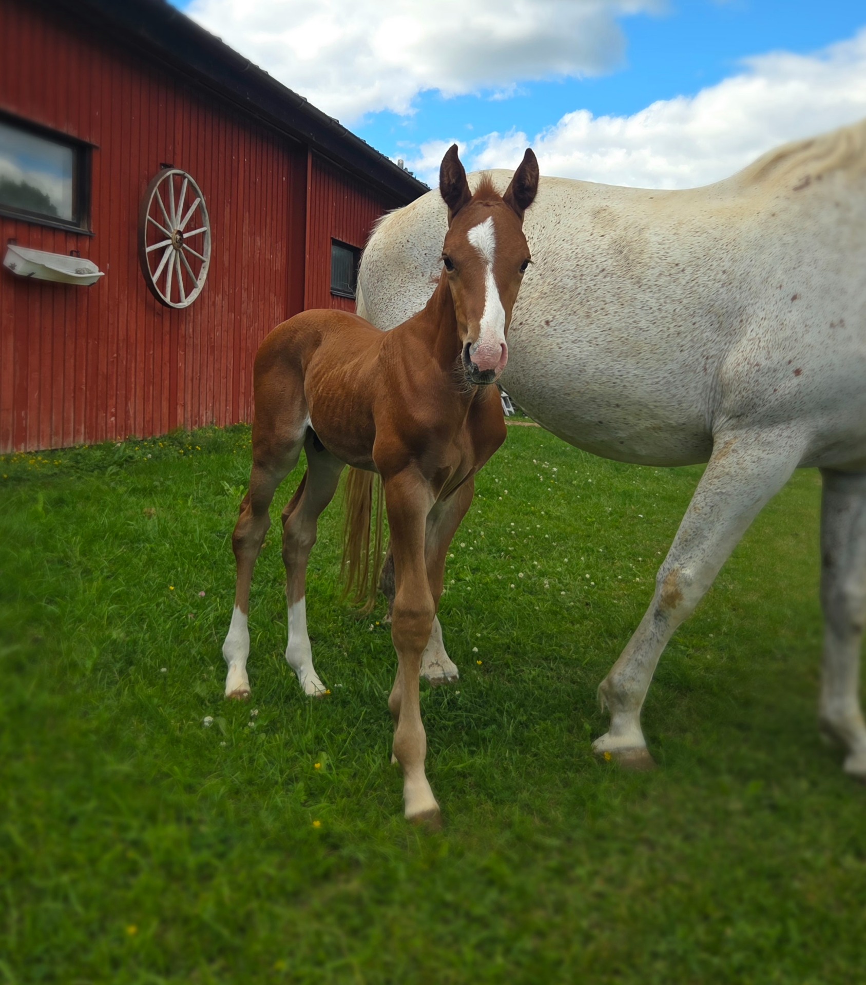Pampas GS Hingst e. Pink Floyd VDL - Roderik