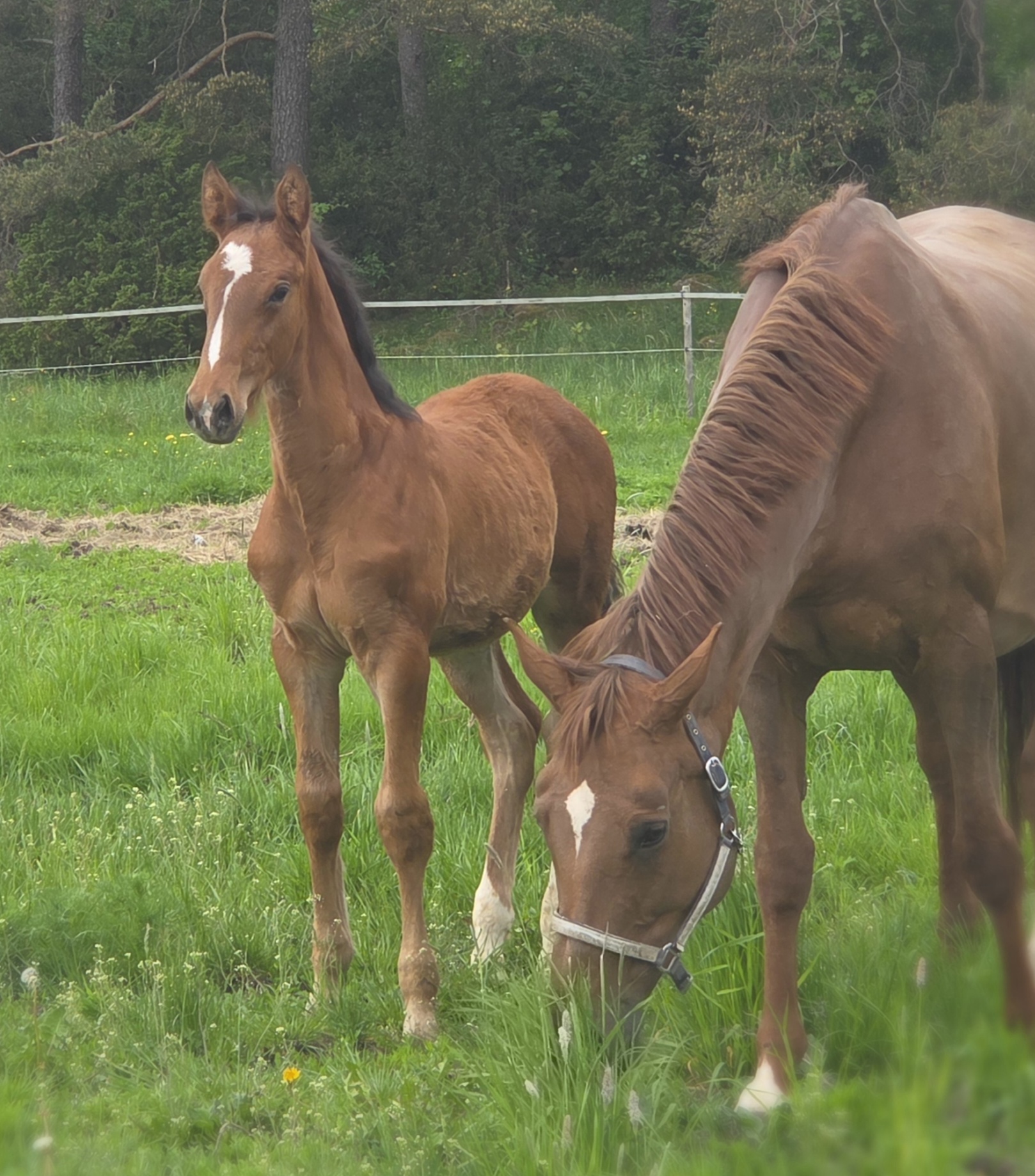 De Leon GS Hingst e. De Oratore - Heartbeat